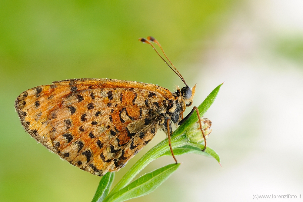 Melitaea didyma 3.jpg